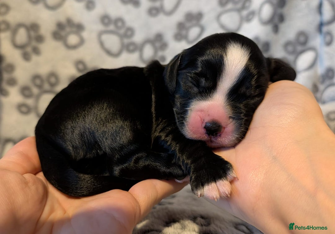 Cocker Spaniel dogs for sale: 🐾 KC Reg - Working Cocker spaniel DNA Tested 🧬 - Image 5