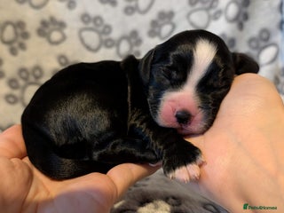 Cocker Spaniel dogs - Advert 12