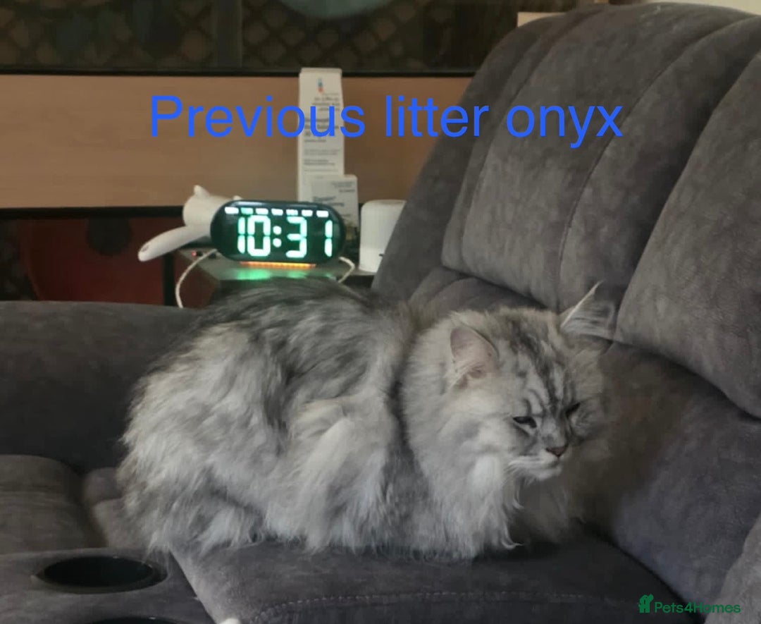 Persian cats for sale: Stunning Persian X maincoon kittens - Advert 19
