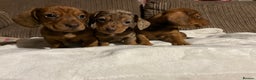 Miniature Dachshund dogs for sale: Miniature dachshund puppies  - Advert 5