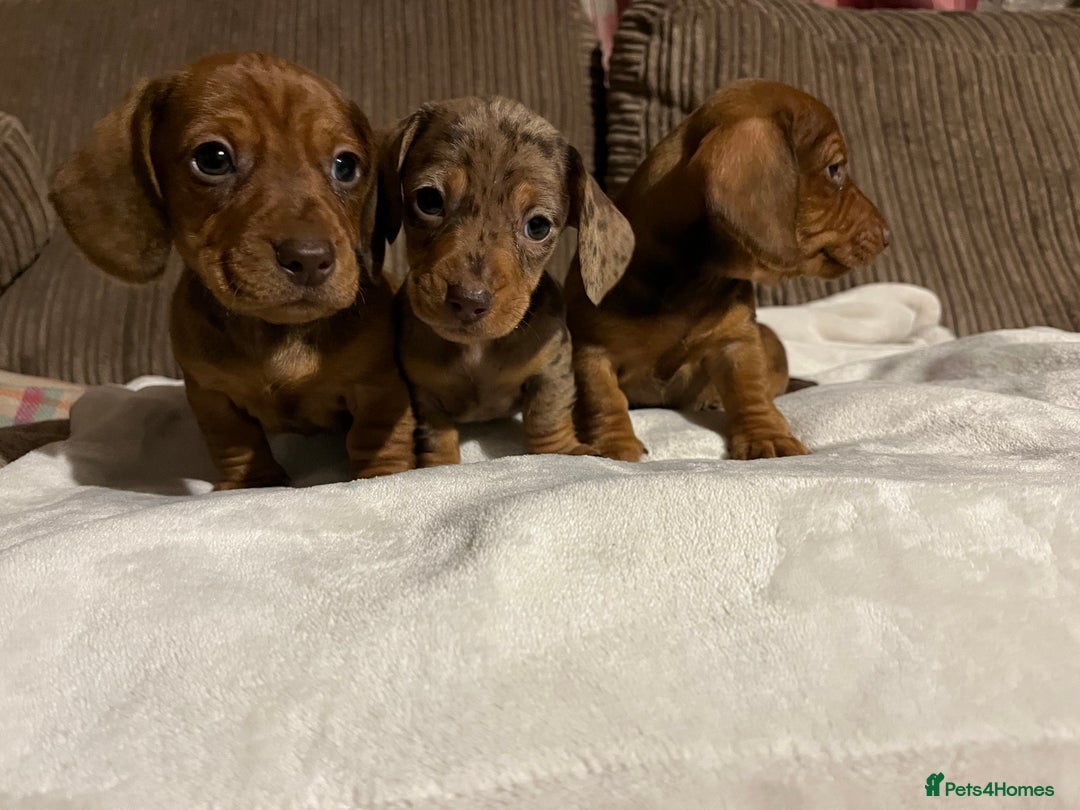 Miniature Dachshund dogs for sale: Miniature dachshund puppies  - Advert 5