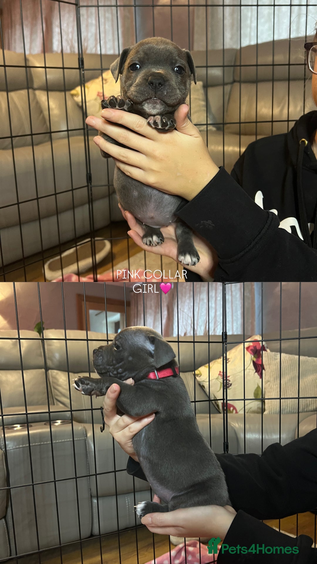 Staffordshire Bull Terrier dogs for sale: 🐾🔥7 beautiful blue staffy’s for sale🔥🐾 - Advert 1