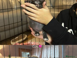 Staffordshire Bull Terrier dogs 🐾🔥7 beautiful blue staffy’s for sale🔥🐾 - Advert 2