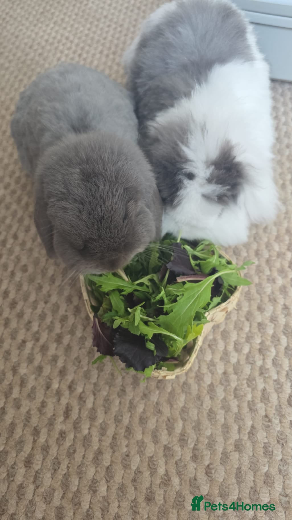 Mixed Breed rabbits Bonded Mini Lop with Teddywidder - Advert 2