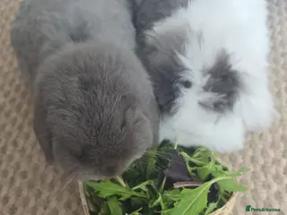Mixed Breed rabbits Bonded Mini Lop with Teddywidder - Advert 2