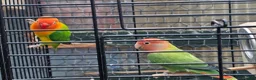 Cockatiels birds for sale: Mr mriss - Advert 17