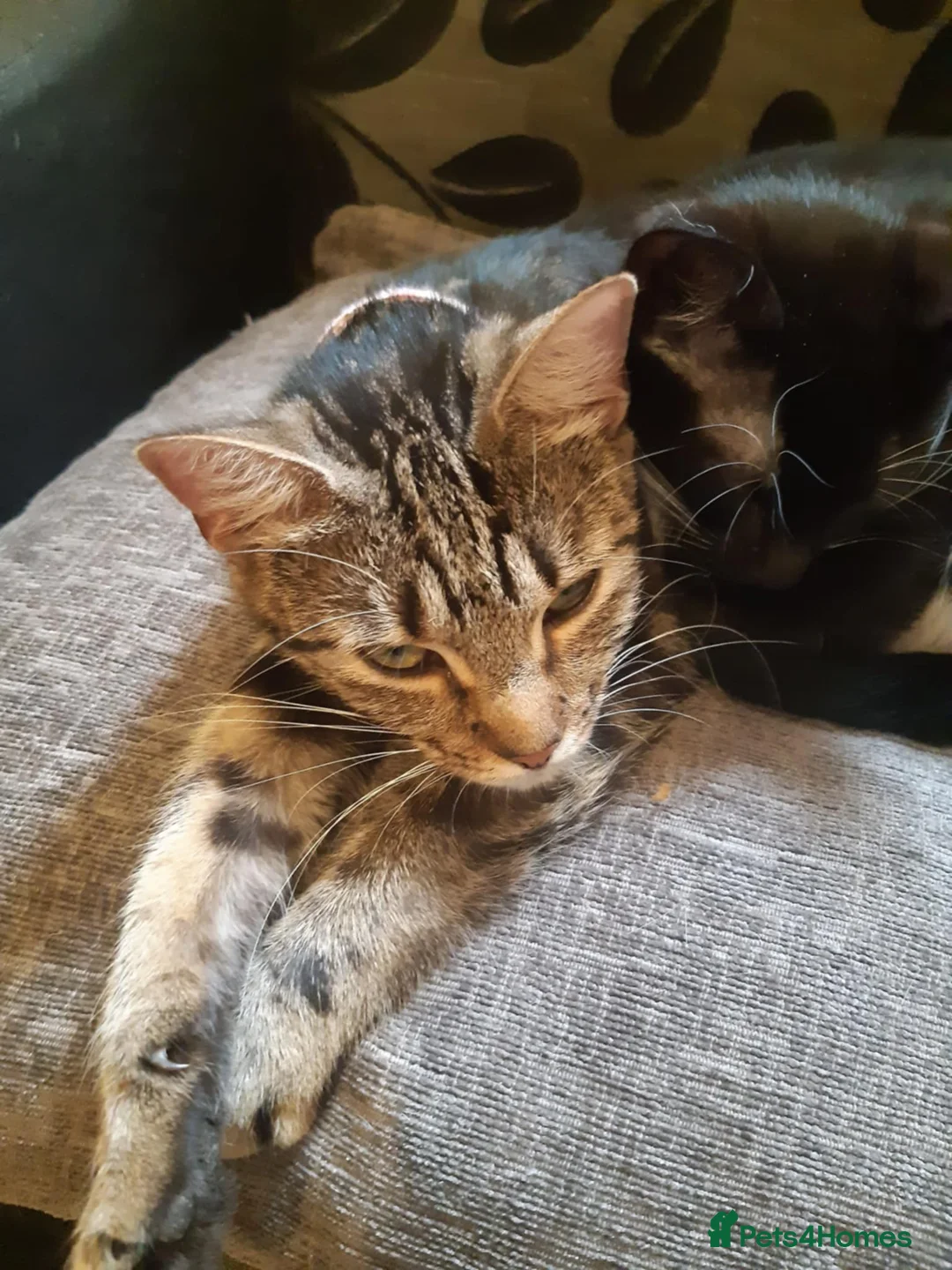 Mixed Breed cats for sale: Maine coon cross kittens - Advert 7