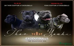 Staffordshire Bull Terrier dogs for sale: Blue Staffies Kc Registered - Image 3