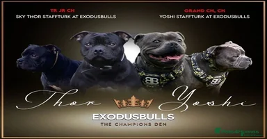 Staffordshire Bull Terrier dogs - Advert 2