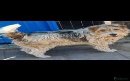 Fox Terrier dogs for adoption: Boris, fox terrier  - Image 3
