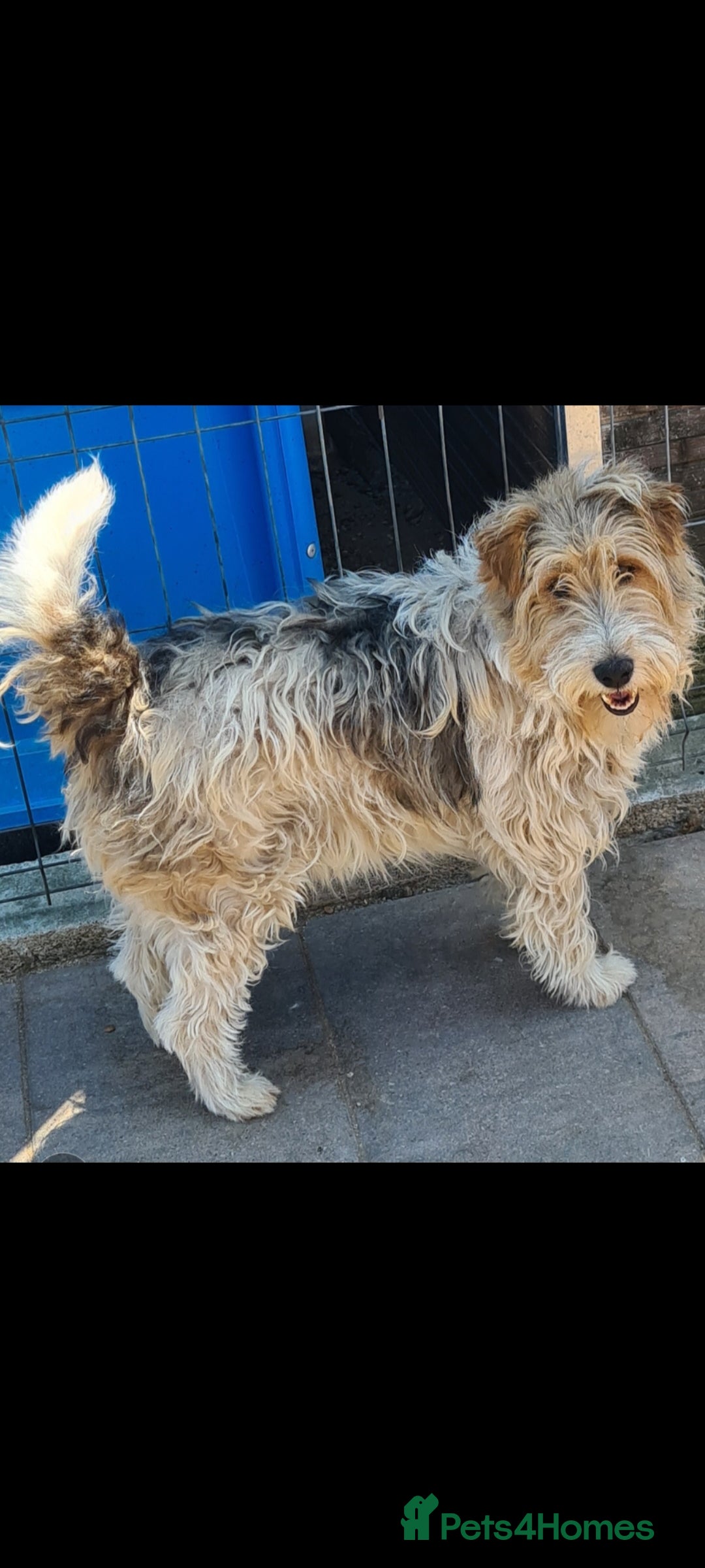 Fox Terrier dogs for adoption: Boris, fox terrier  - Image 3