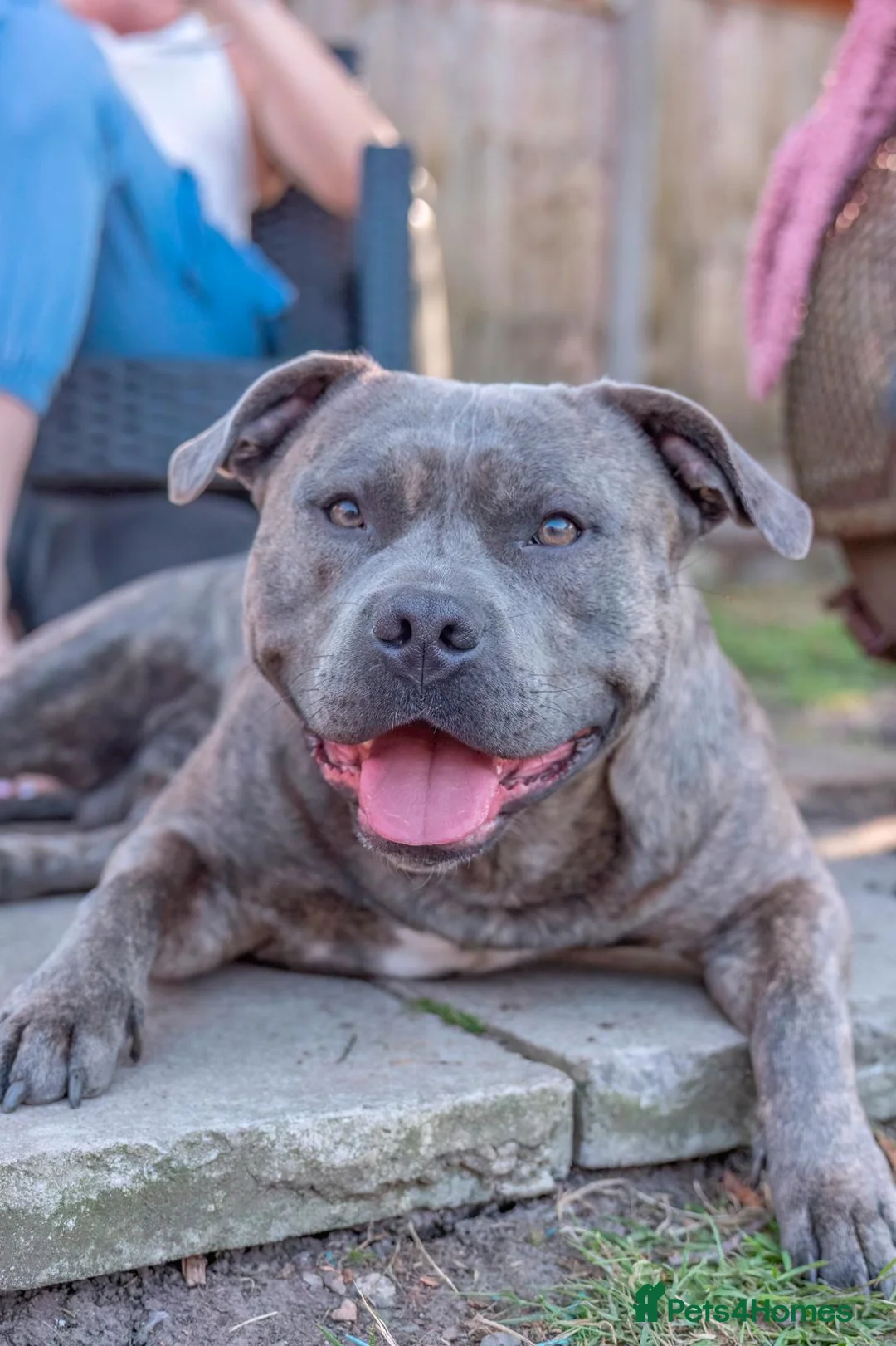 Staffordshire Bull Terrier dogs for sale: 7 weeks old today - Advert 8