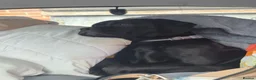 Bull Terrier dogs for sale: Oreo  in Sutton-in-Ashfield - Advert 2