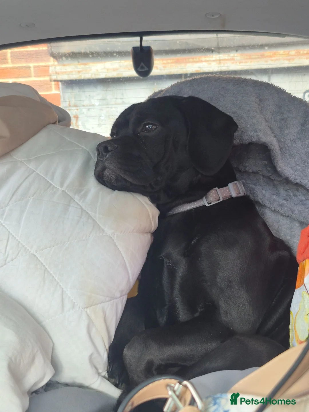 Bull Terrier dogs for sale: Oreo  in Sutton-in-Ashfield - Advert 2