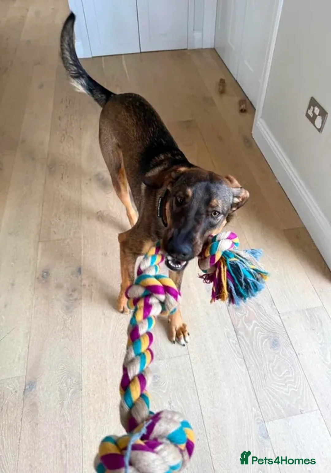 Mixed Breed dogs for adoption: Sammy needs an active home  in Chinnor - Advert 1