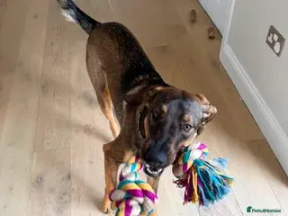 Mixed Breed dogs Sammy needs an active home - Advert 1