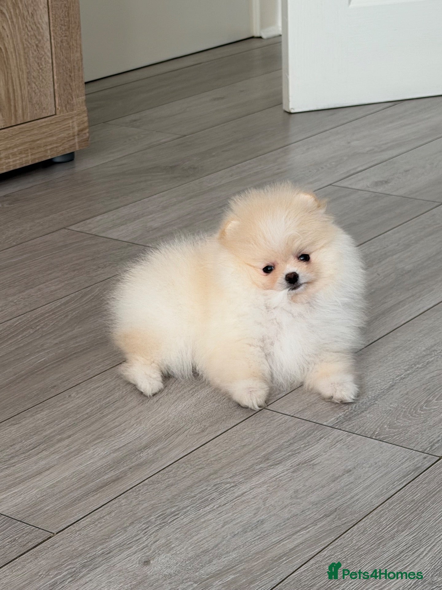 Pomeranian dogs Only boy left !!! Beautiful KC  Pomeranian puppies - Advert 5