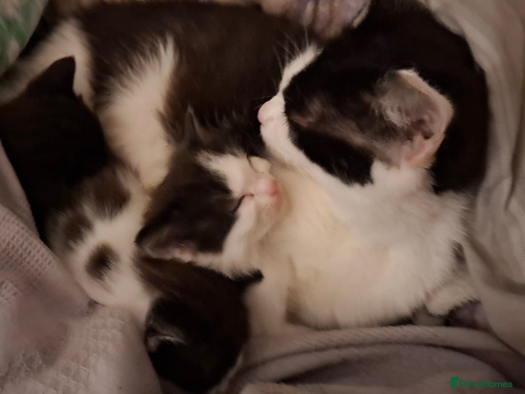 Mixed Breed cats for sale: 3 Kittens awaiting there new family. - Advert 8