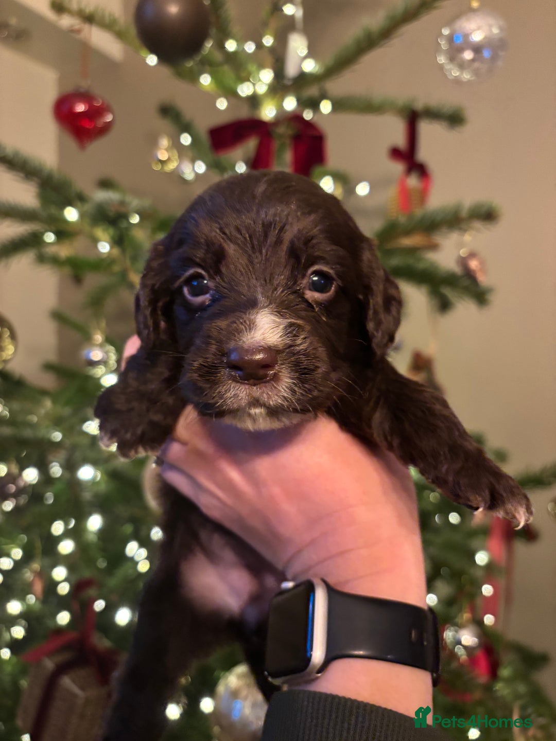 Sprocker dogs for sale: 6 Beautiful Sprocker Spaniels with KC reg parents  - Advert 9