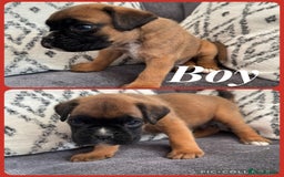 Boxer dogs for sale: Beautiful boxer pups for sale - Image 4