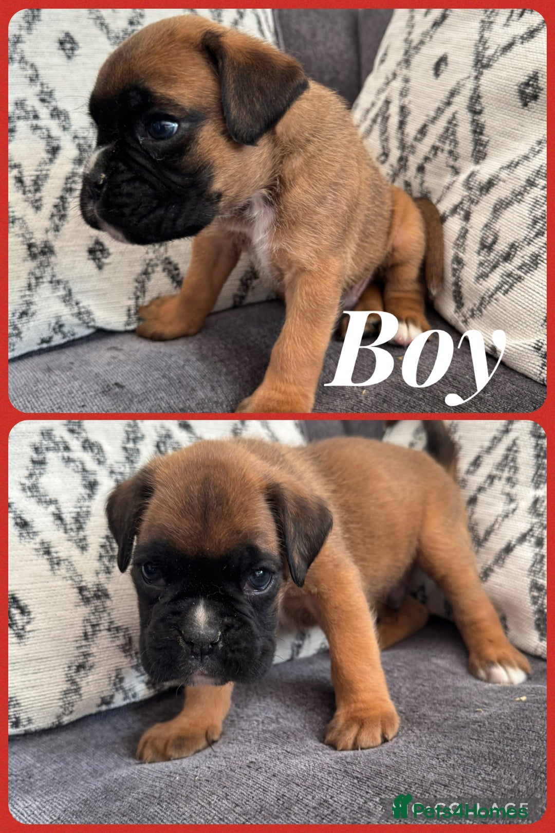 Boxer dogs for sale: Beautiful boxer pups for sale - Image 4