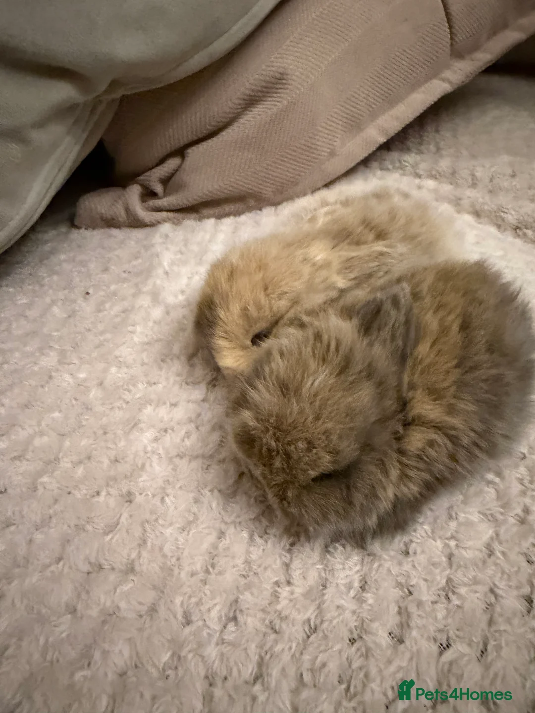 Mini Lop rabbits for sale: Beautiful mini lop bunnies - Advert 2