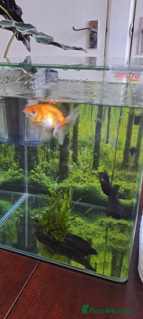 Fancy Goldfish fish - Advert 18
