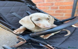 Dachshund dogs for sale: Isabella tan Dashound  - Image 4