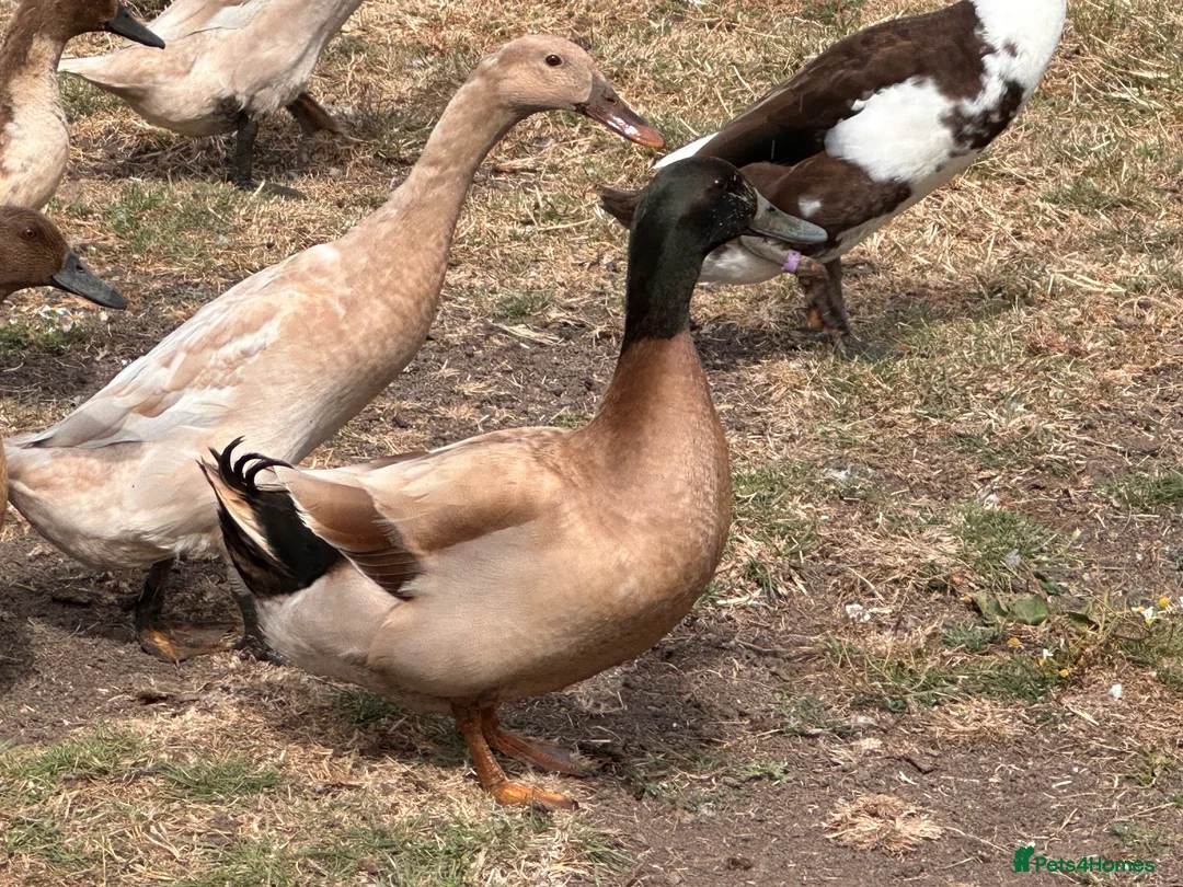 Ducks poultry for sale: KHAKI CAMPBELL + RUNNER DRAKES  - Advert 3