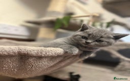 Scottish Fold cats for sale: 🐾 Scottish Fold Kittens – Sweet, Rare & Ready Now - Image 20