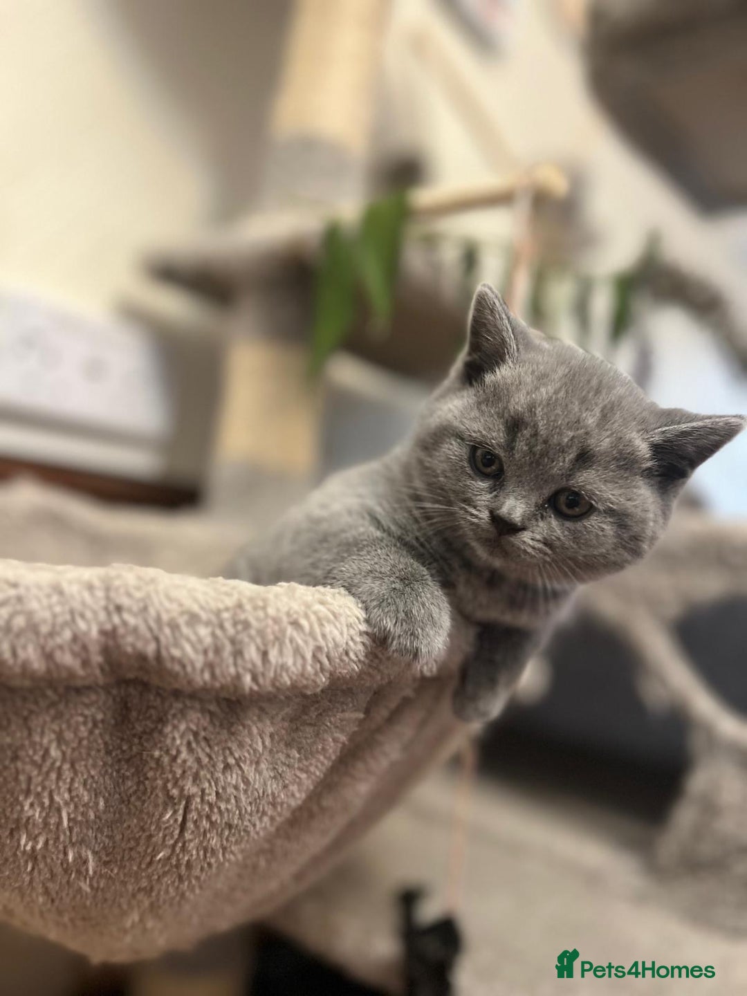 Scottish Fold cats for sale: 🐾 Scottish Fold Kittens – Sweet, Rare & Ready Now - Image 20