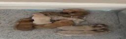Whippet dogs for sale: Exceptional litter of KC registered whippets - Advert 6