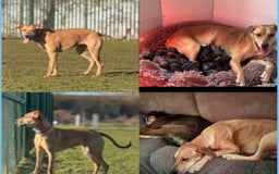 Mixed Breed dogs for sale: Saluki Bull Grey Puppies  - Image 26