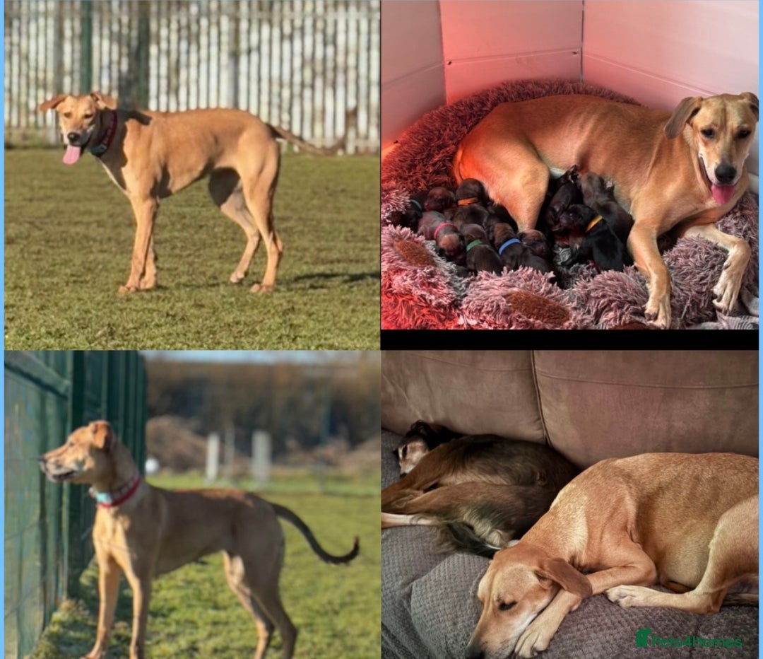 Mixed Breed dogs for sale: Saluki Bull Grey Puppies  - Image 26