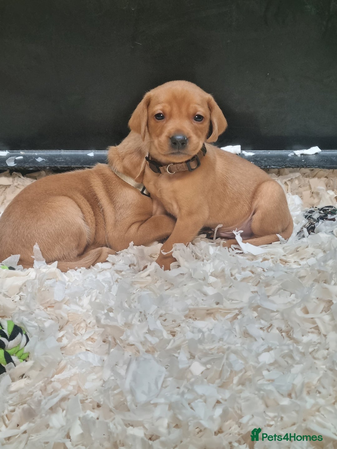 Hungarian Vizsla dogs for sale: Vizslador Puppies  - Advert 5