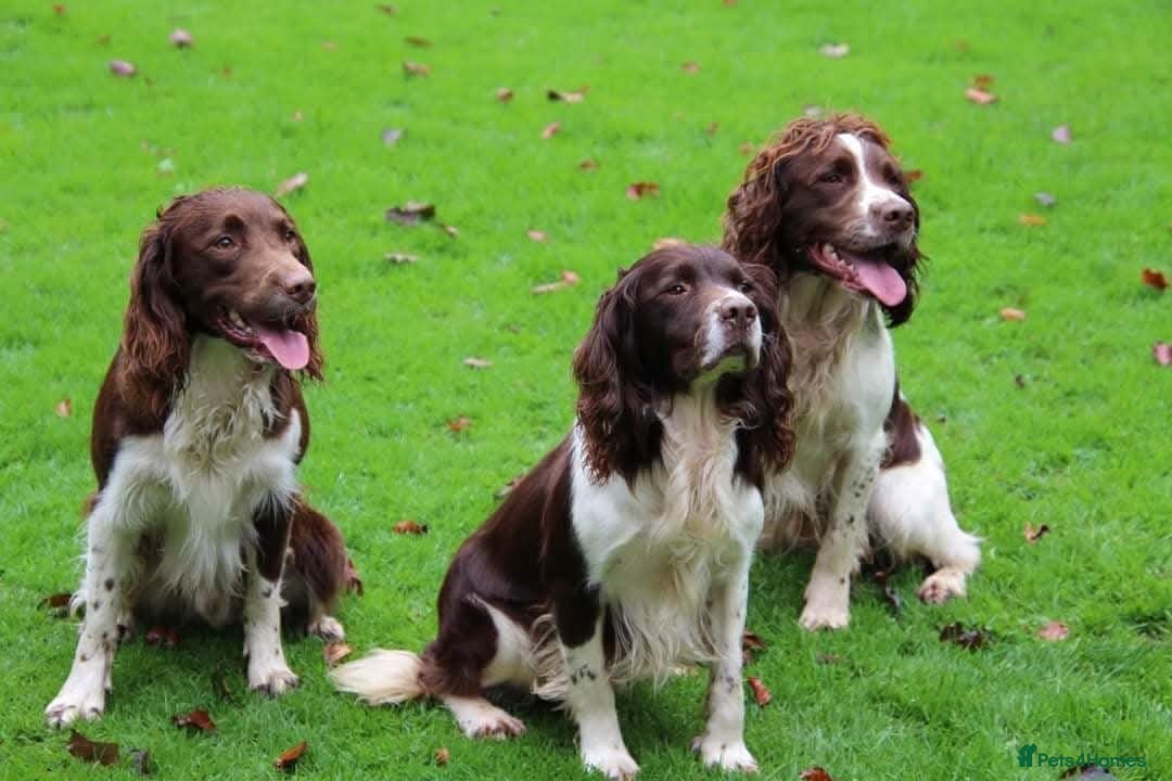English Springer Spaniel dogs for sale: HEALTH TESTED liver & white springer spaniels  - Image 10