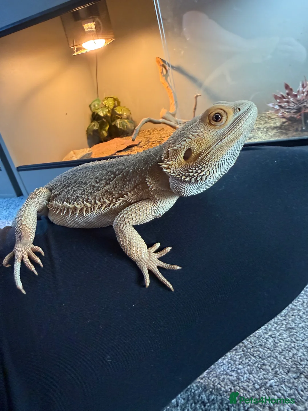 Bearded Dragon reptiles for sale: Male zero bearded dragon - Advert 1