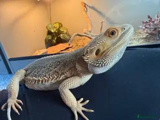 Bearded Dragon reptiles Male zero bearded dragon - Advert 1