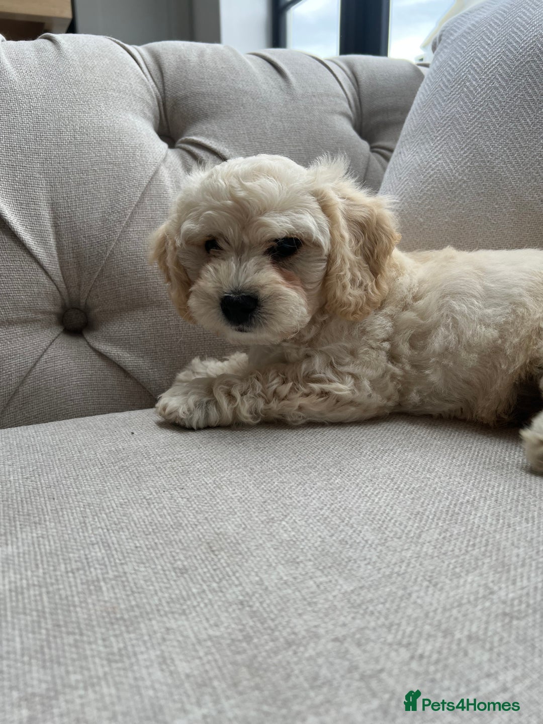 Cavachon dogs for sale: 2 Adorable boys ready for their forever homes 🐾 - Image 7