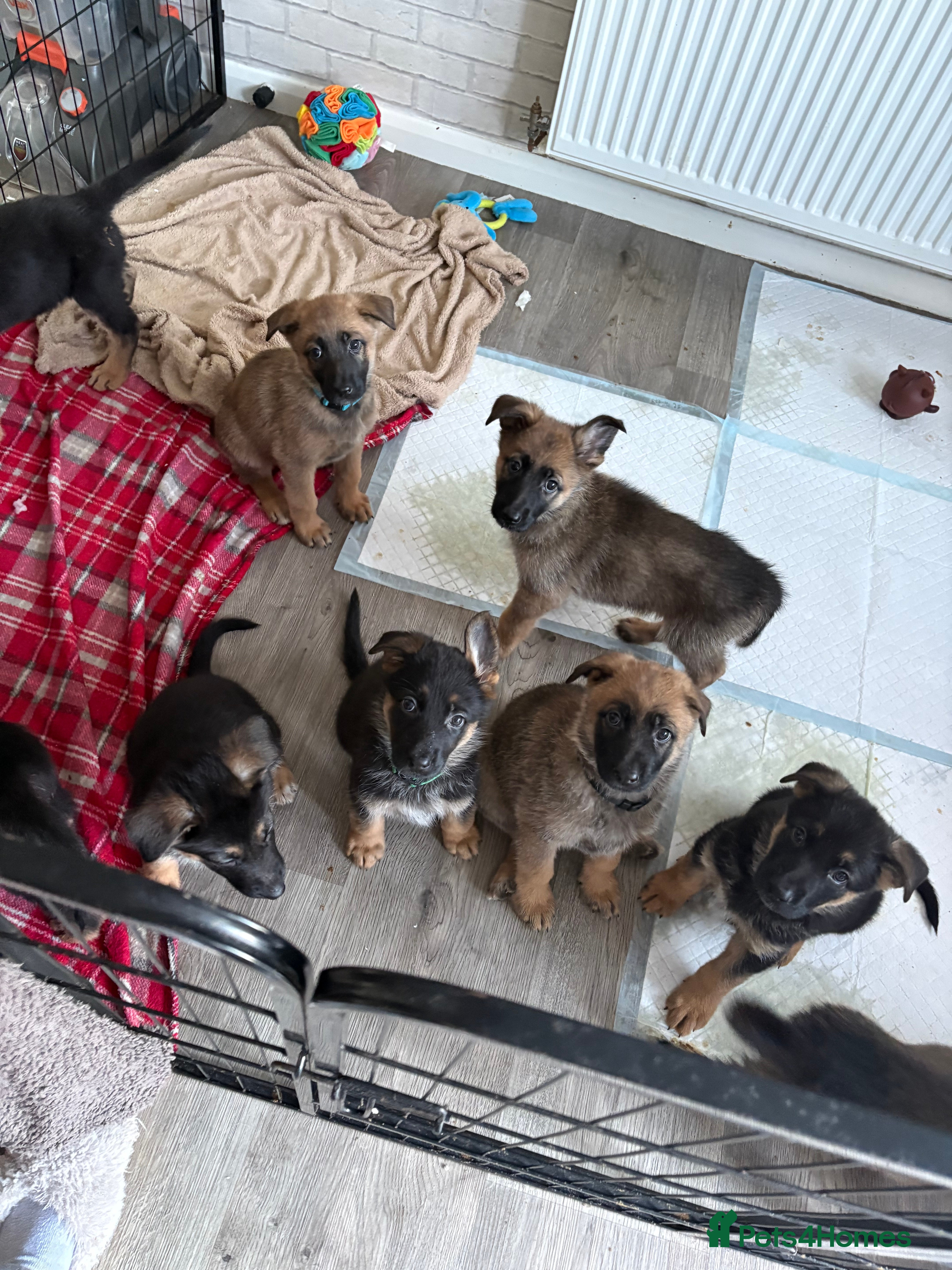 Mixed Breed dogs Belgian malinois x German Shepherd puppies  - Advert 11