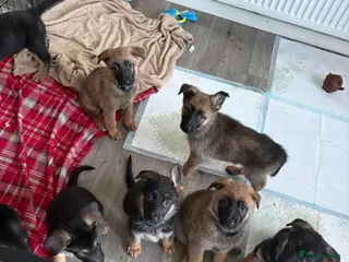 Mixed Breed dogs Belgian malinois x German Shepherd puppies - Advert 8
