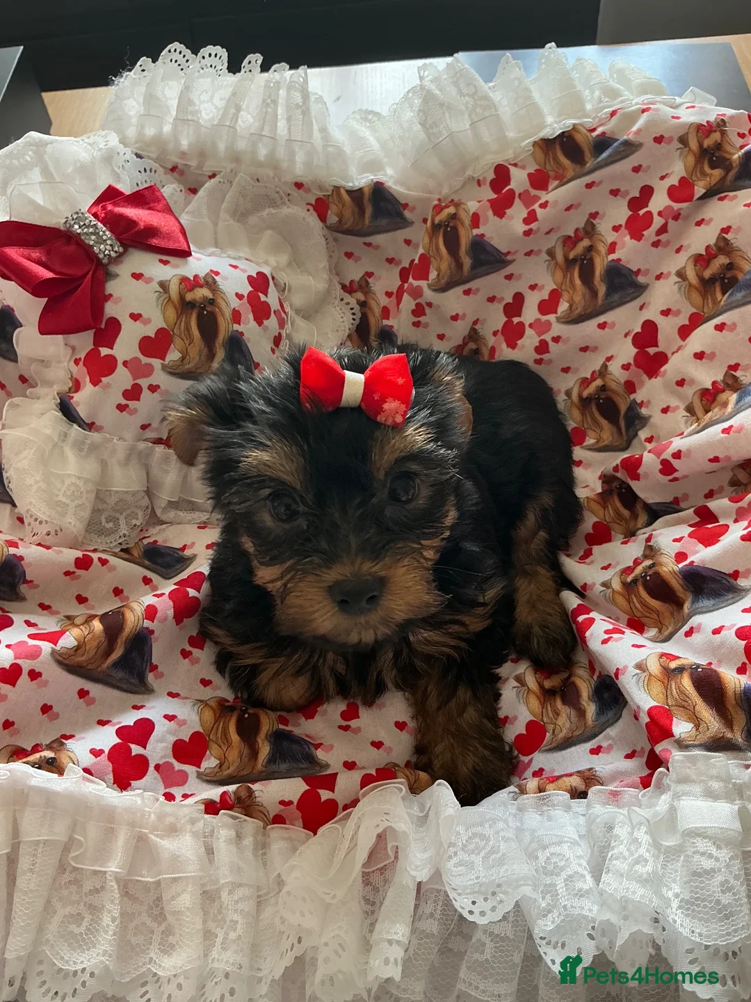 Yorkshire Terrier dogs for sale: 6 Beautiful Quality Kennel Club Registered Puppies - Advert 16