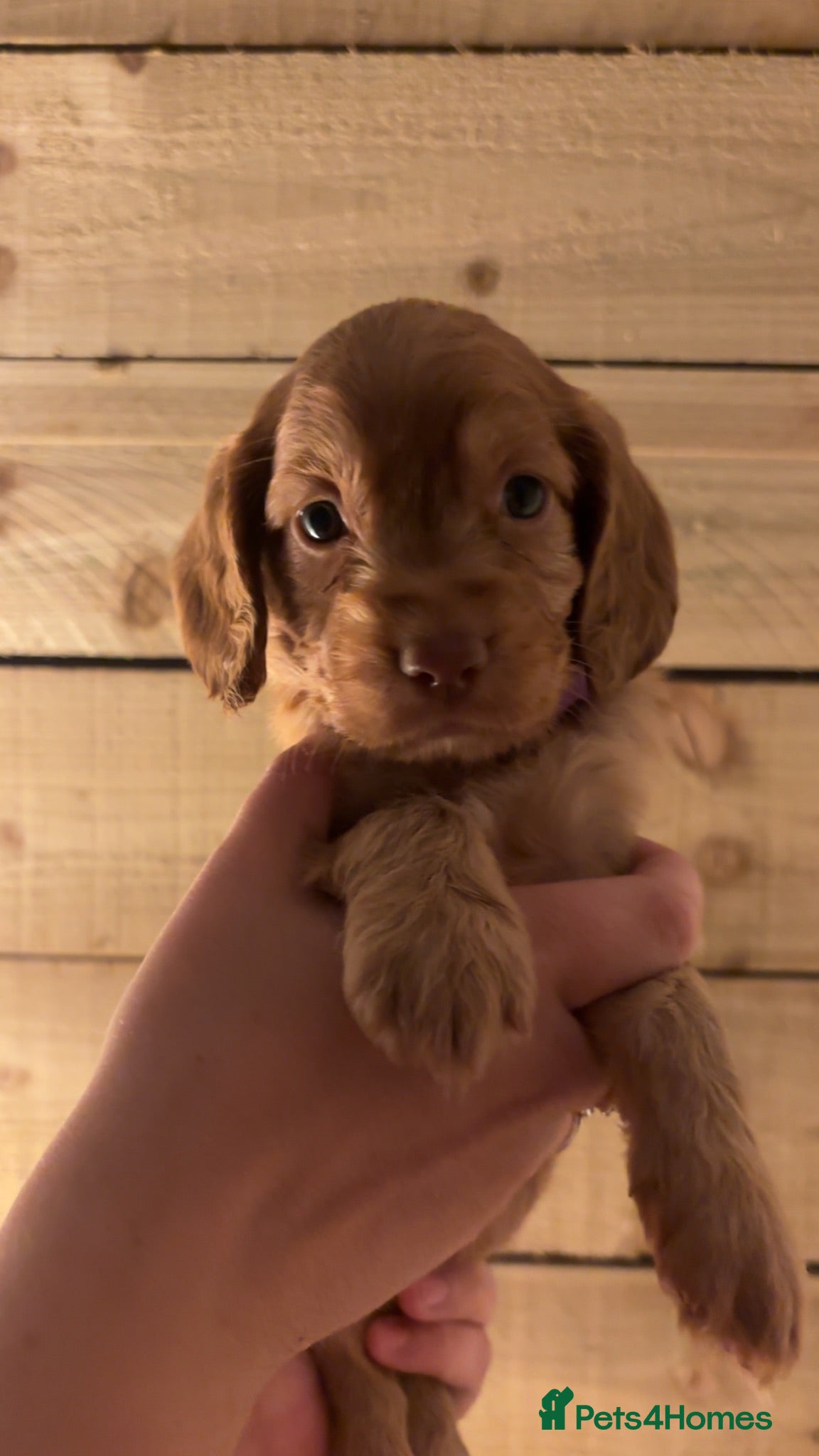Cockapoo dogs Cockapoo ready in 1 week  - Advert 1