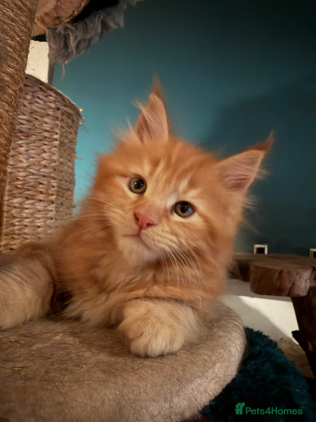 Maine Coon cats for sale: Rare ginger Maine Coon kittens - Advert 2