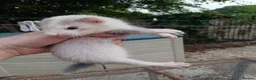 Ferret rodents for sale: Micro x semi angora  - Advert 5
