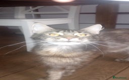 Mixed Breed cats for sale: Maicoon mix  - Image 9