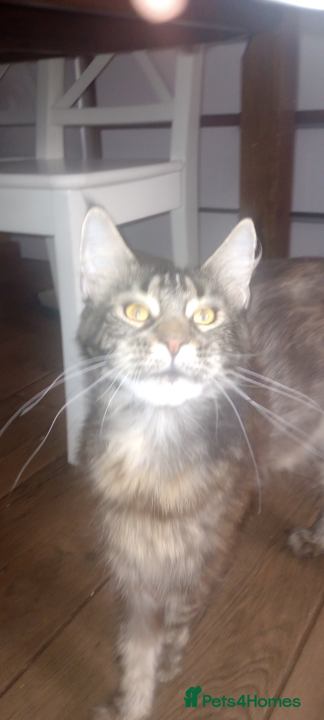 Mixed Breed cats for sale: Maicoon mix  - Image 9