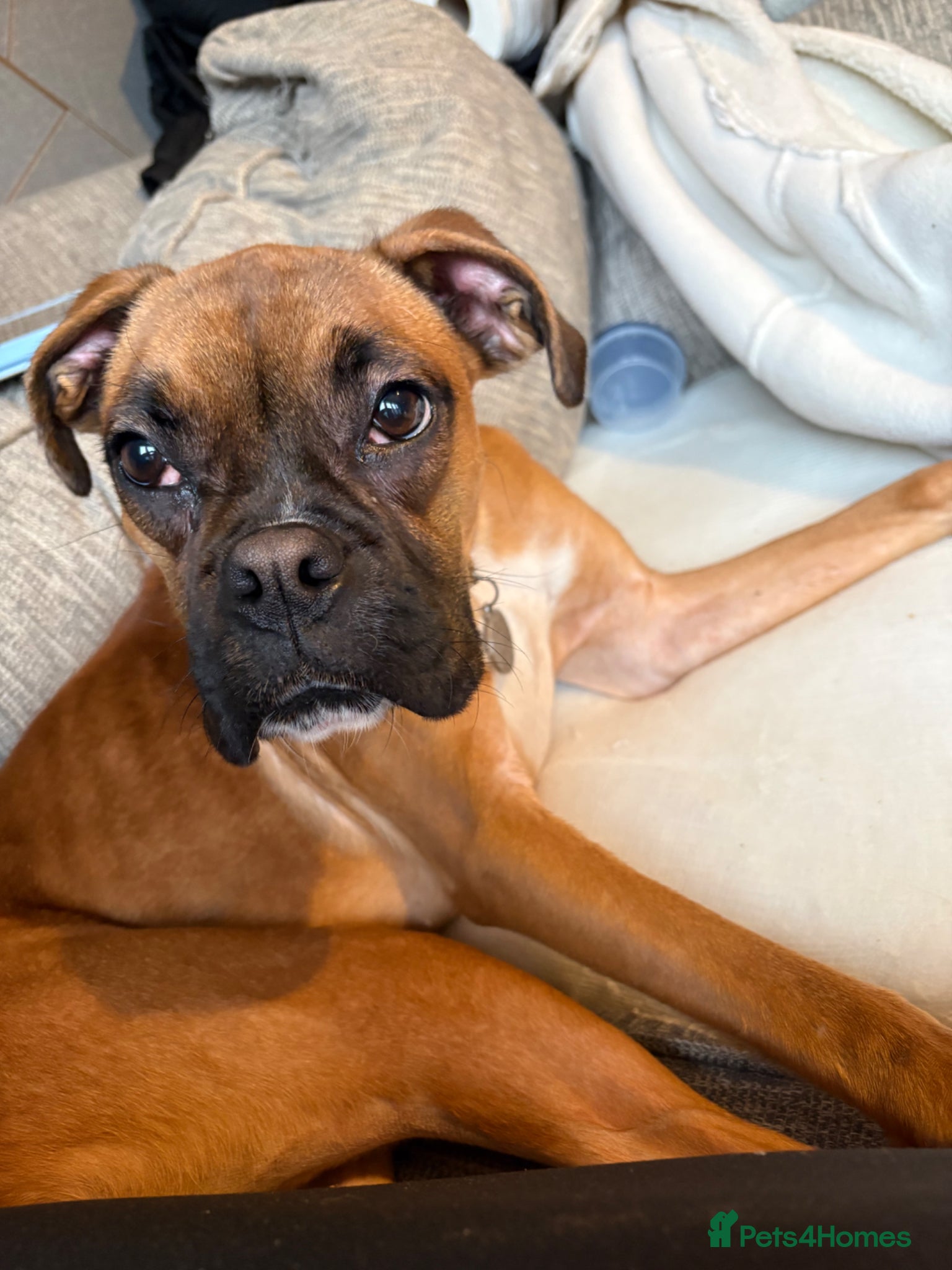 Boxer dogs Beautiful boxer girl 1 year old  - Advert 5