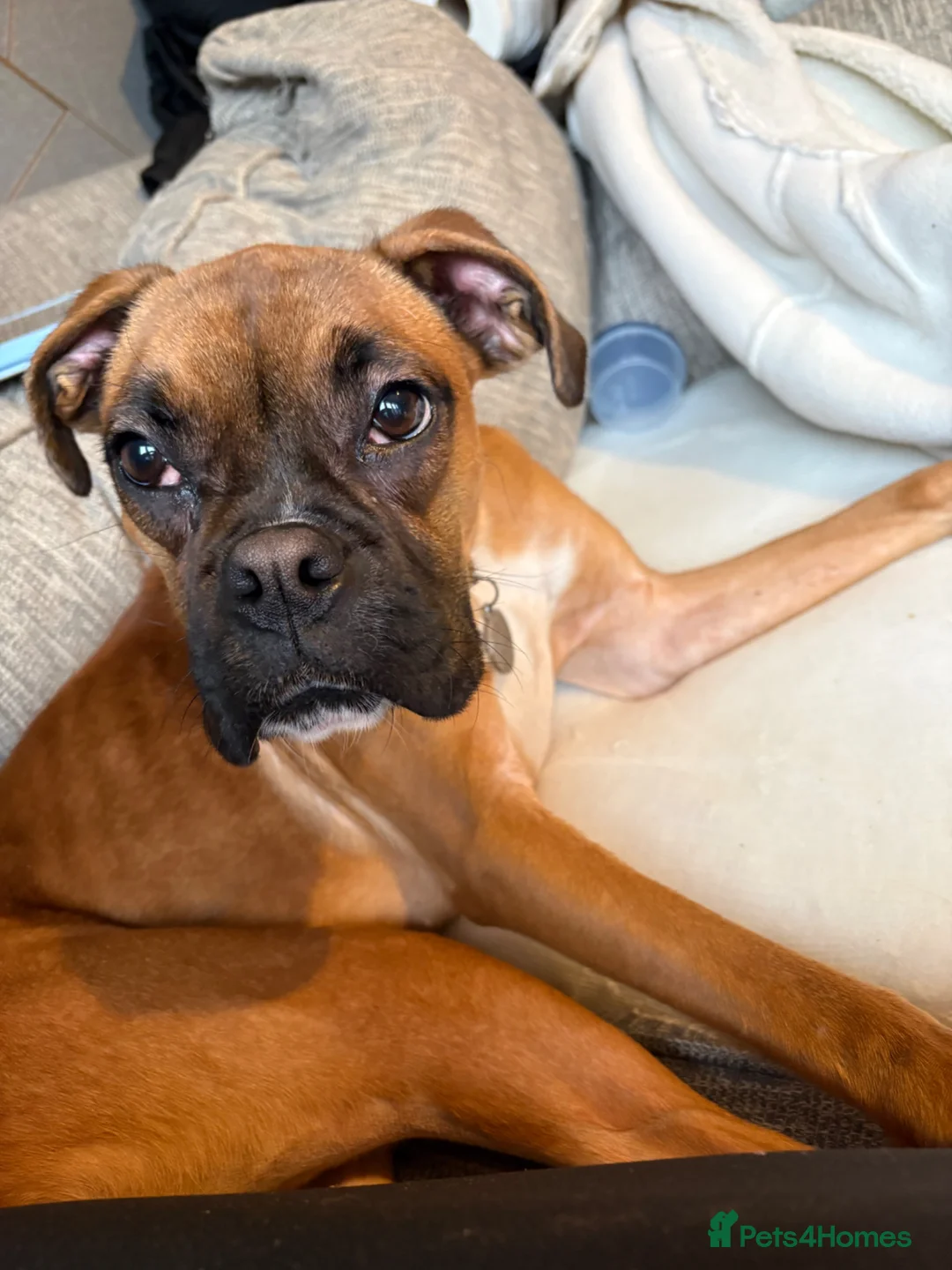 Boxer dogs for sale: Beautiful boxer girl 1 year old  - Advert 5