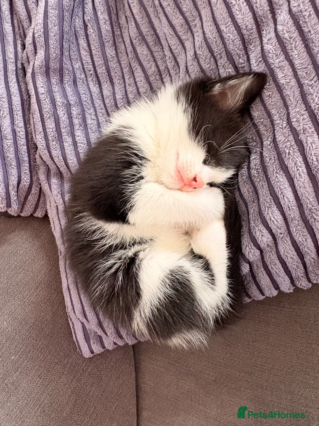 Mixed Breed cats for sale: Half bengal and Norwegian forest cat in Worcester Park - Advert 18